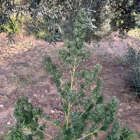 San Miguel growlog timeline photo