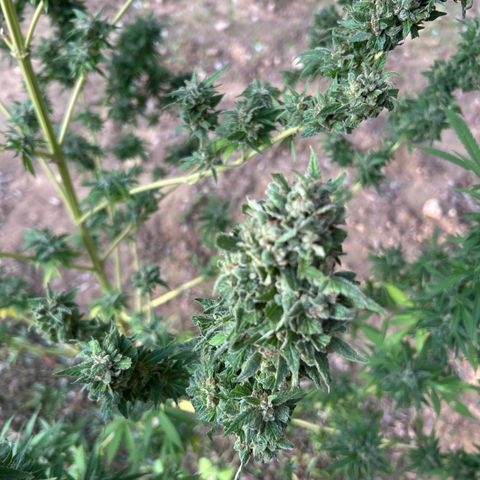 San Miguel growlog timeline photo
