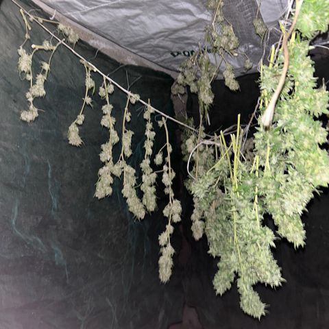 San Miguel growlog timeline photo