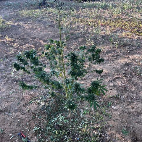 San Miguel growlog timeline photo