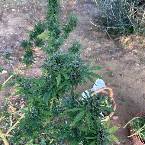 San Miguel growlog timeline photo