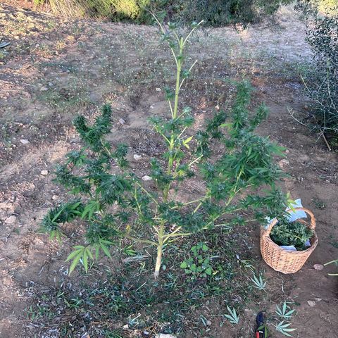 San Miguel growlog timeline photo