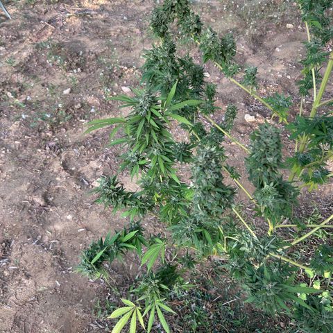 San Miguel growlog timeline photo