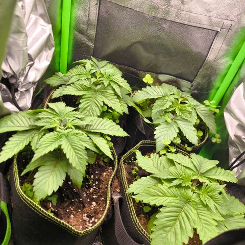 White Skunk  growlog photo: Topping 