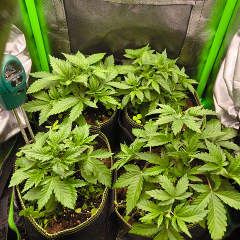 White Skunk  growlog timeline photo