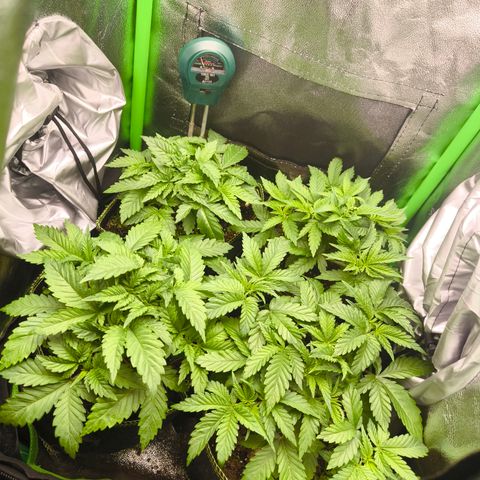 White Skunk  growlog timeline photo