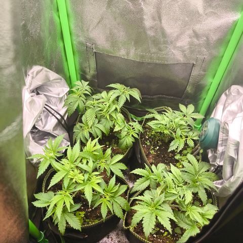 White Skunk  growlog timeline photo