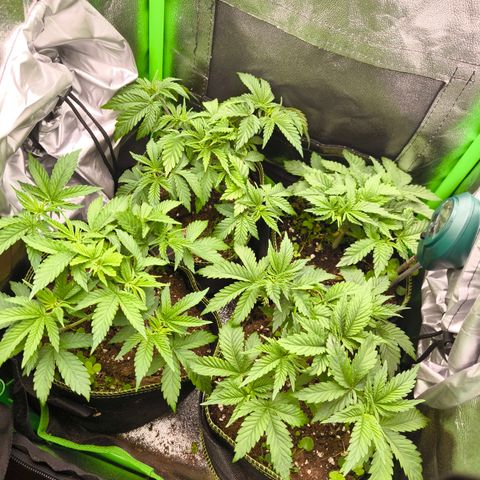 White Skunk  growlog timeline photo