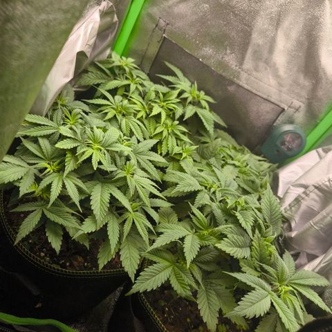 White Skunk  growlog timeline photo