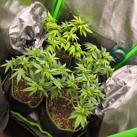 White Skunk  growlog timeline photo