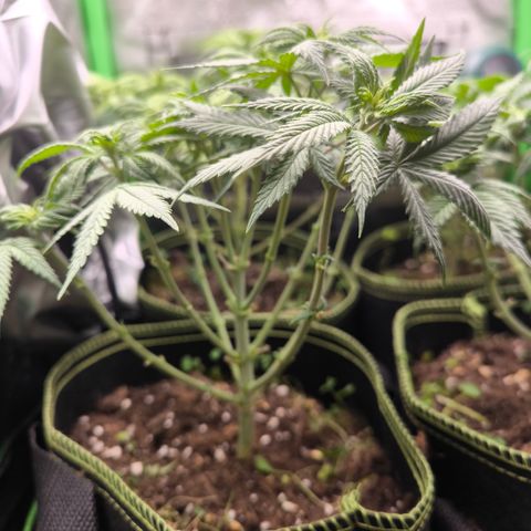 White Skunk  growlog timeline photo