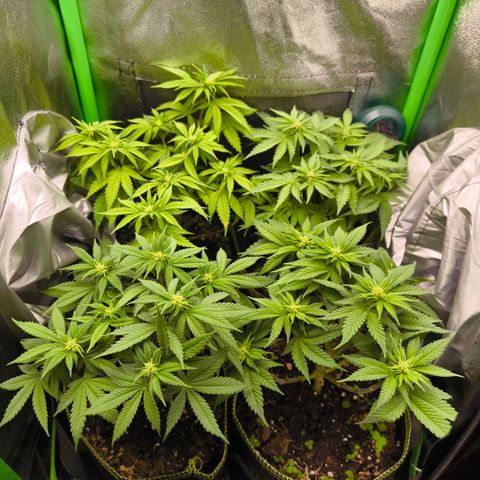 White Skunk  growlog timeline photo