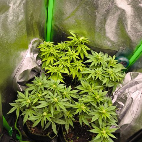 White Skunk  growlog timeline photo