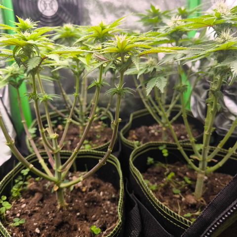 White Skunk  growlog timeline photo