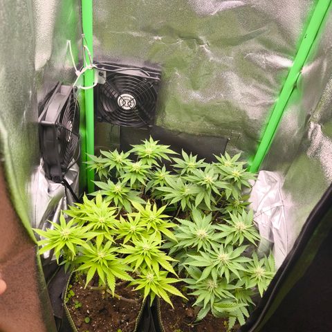 White Skunk  growlog timeline photo