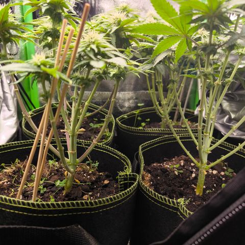 White Skunk  growlog timeline photo