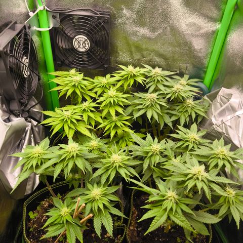 White Skunk  growlog timeline photo