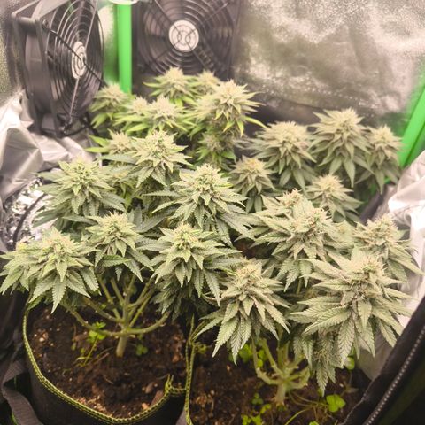 White Skunk  growlog timeline photo