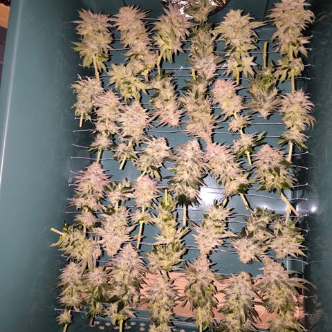 White Skunk  growlog timeline photo