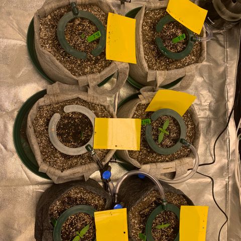 Black Lights CBD Auto #2 growlog timeline photo