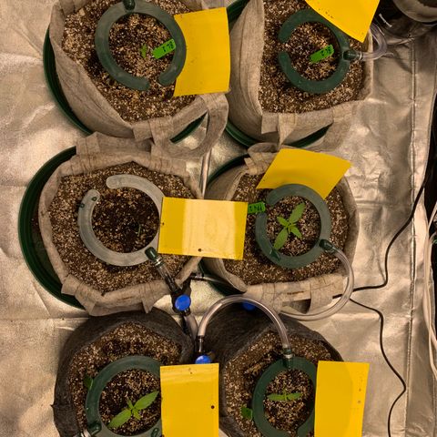 Black Lights CBD Auto #2 growlog timeline photo