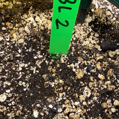 Black Lights CBD Auto #2 growlog timeline photo