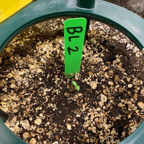 Black Lights CBD Auto #2 growlog timeline photo