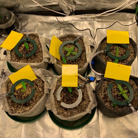 Black Lights CBD Auto #2 growlog timeline photo