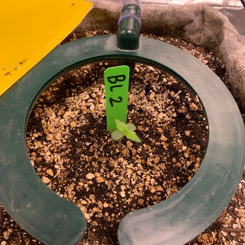 Black Lights CBD Auto #2 growlog timeline photo