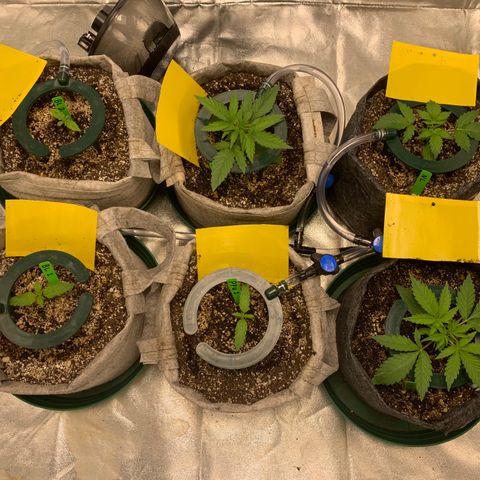 Black Lights CBD Auto #2 growlog timeline photo