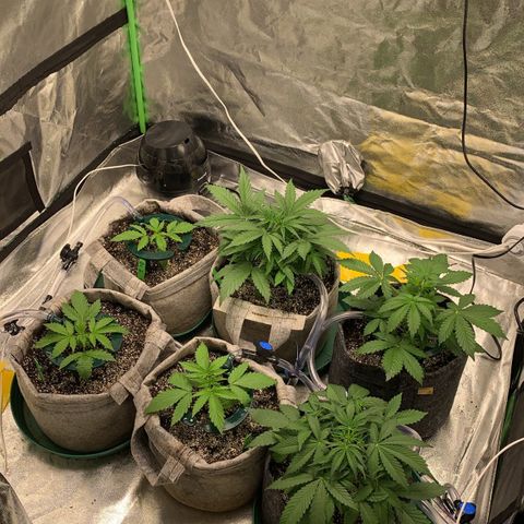 Black Lights CBD Auto #2 growlog timeline photo