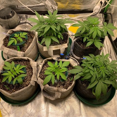 Black Lights CBD Auto #2 growlog timeline photo