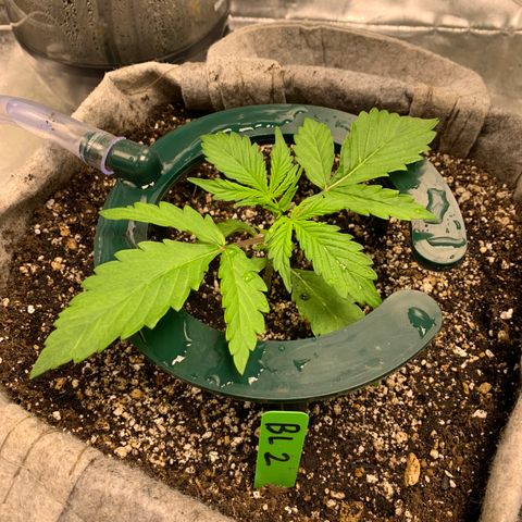 Black Lights CBD Auto #2 growlog timeline photo