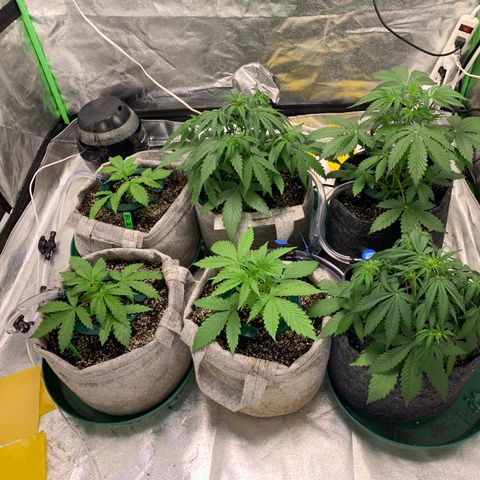 Black Lights CBD Auto #2 growlog timeline photo