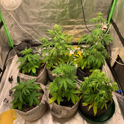 Black Lights CBD Auto #2 growlog timeline photo