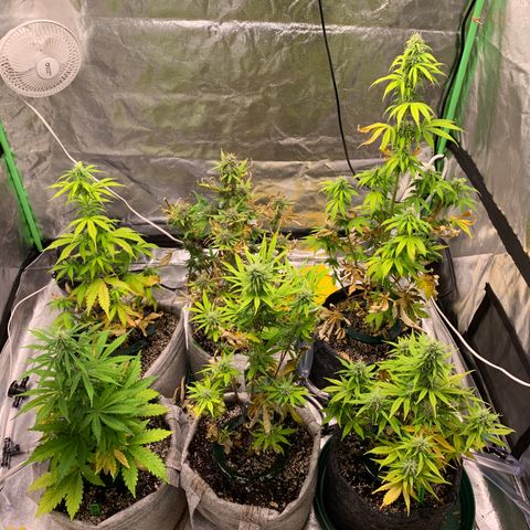 Black Lights CBD Auto #2 growlog timeline photo