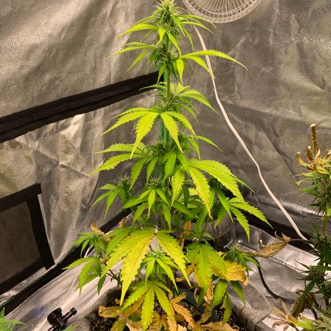 Black Lights CBD Auto #2 growlog timeline photo