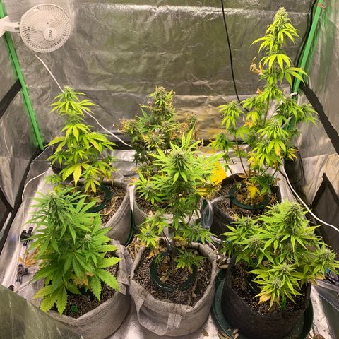 Black Lights CBD Auto #2 growlog timeline photo