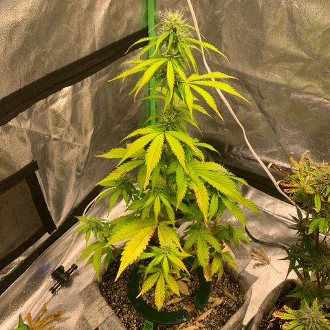 Black Lights CBD Auto #2 growlog timeline photo