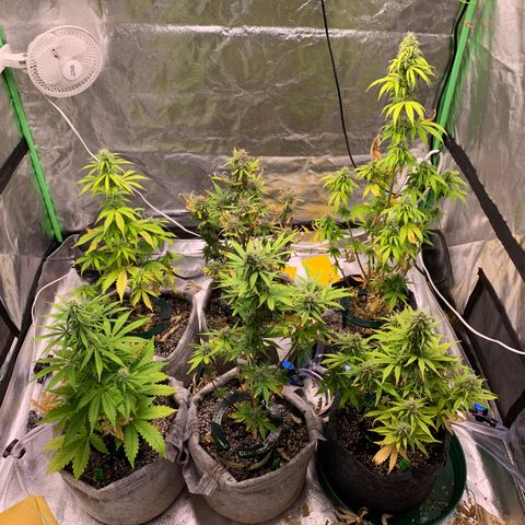 Black Lights CBD Auto #2 growlog timeline photo