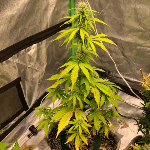 Black Lights CBD Auto #2 growlog timeline photo