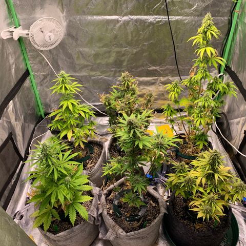 Black Lights CBD Auto #2 growlog timeline photo