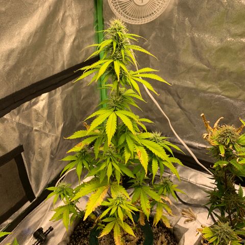 Black Lights CBD Auto #2 growlog timeline photo
