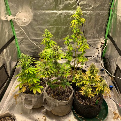 Black Lights CBD Auto #2 growlog timeline photo