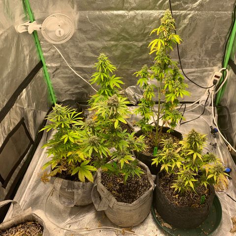 Black Lights CBD Auto #2 growlog timeline photo