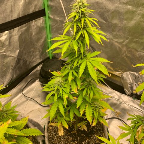 Black Lights CBD Auto #2 growlog timeline photo
