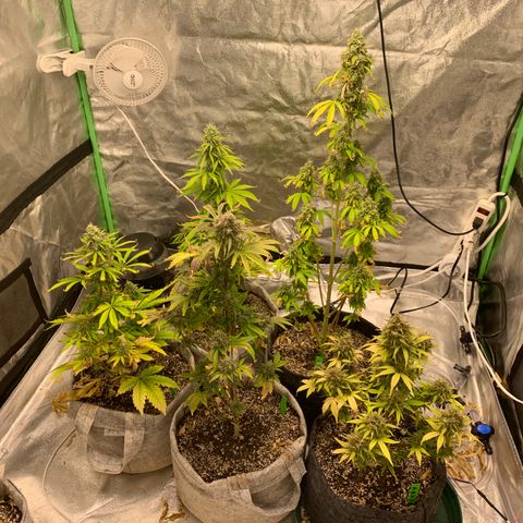 Black Lights CBD Auto #2 growlog timeline photo