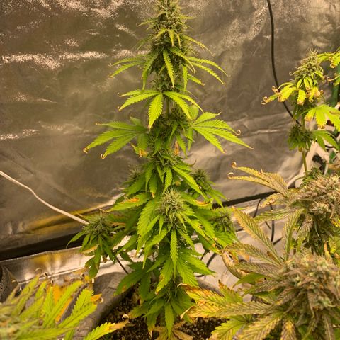 Black Lights CBD Auto #2 growlog timeline photo
