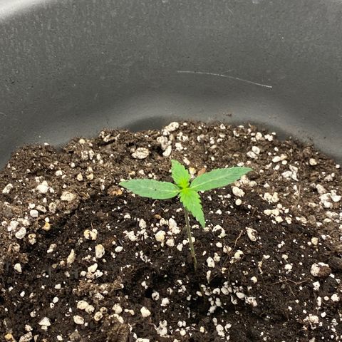 Blueberry y bubble Gum XXL growlog timeline photo
