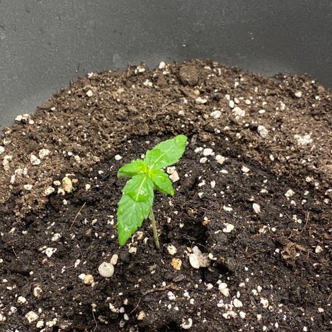 Blueberry y bubble Gum XXL growlog timeline photo